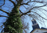 Schildkerk
